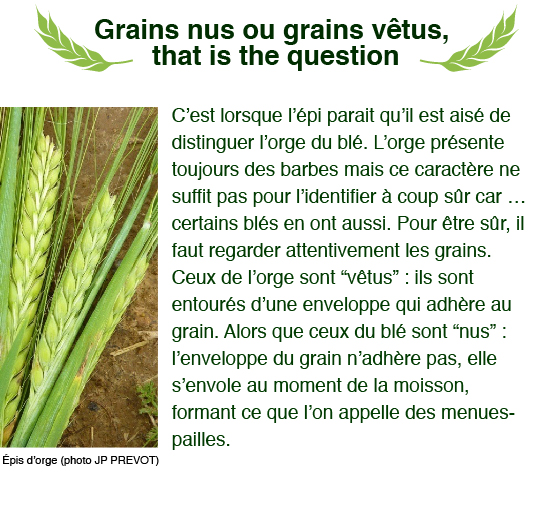 grains-nus-vetus-orge-01